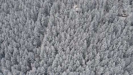 Dichte-Baumwipfel,-Die-Im-Winter-Mit-Schnee-Auf-Bewaldeten-Bergen-Bedeckt-Sind