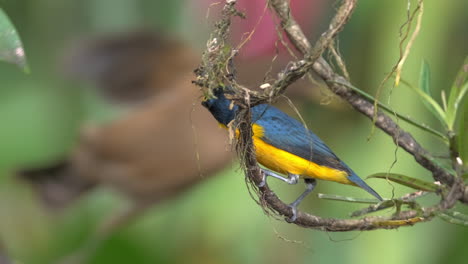 Bright-Yellow-Throated-Euphonia-bird-perched-on-vine-with-green-background