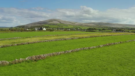 Irish-Rural-Landscape,-view-from-Aughinish-looking-South-towards-East-Burren,-Clare-Ireland,-August-2020,-Drone-gradually-pushes-forward-flying-over-Cattle-in-green-fields-with-stone-walls