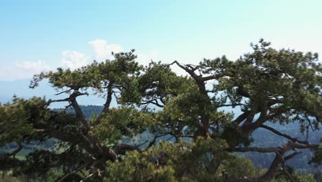 Holy-Pine,-Sveti-Bor,-old-tree-atop-Kamena-Gora-mountain-Serbia,-aerial-flyover