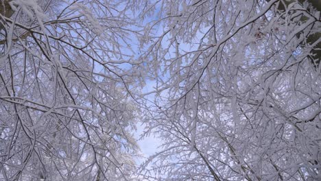 Pov-Caminando-Mientras-Mira-Las-Copas-De-Los-árboles-Y-Las-Ramas-Cubiertas-De-Nieve-En-Un-Paraíso-Invernal-En-Un-Día-Soleado-Con-Cielo-Azul-Durante-El-Invierno-En-Baviera,-Alemania