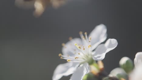 Close-up-honey-bee-taking-off-from-white-blackthorn-cherry-blossom-flower-slow-motion