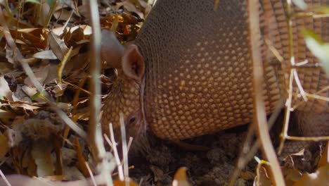 A-nine-banded-armadillo-rummages-through-the-dirt-and-leaves-looking-for-food
