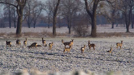 A-relaxed-group-of-roe-deers-on-a-frosted-field-in-Poland