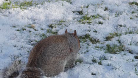 Squirrel-searching-for-nuts-in-snow-covered-grass-then-finds-one