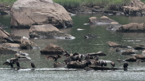 Some-cormorants-sitting-on-a-rock-in-a-river-enjoying-the-rain
