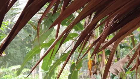 Slowmo:-Raindrops-dripping-off-a-traditional-nipa-hut-roof-in-the-middle-of-a-tropical-forest