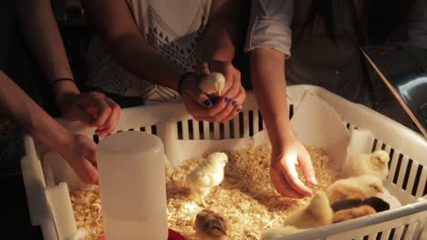 University-Students-Caring-for-Some-Baby-Chickens-Under-a-Warming-Light-During-an-Agriculture-Demonstration