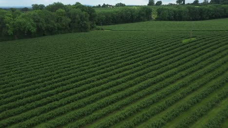 Aerial-view-of-blueberry-farm-plantation,-drone-shots,-4k,-forward-push-in