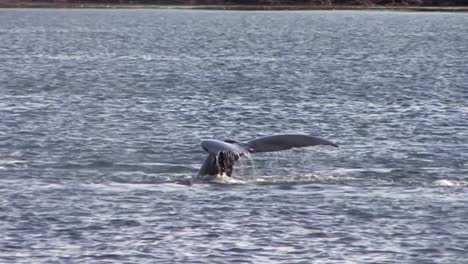 Humpback-whale's-tail-fluke-diving-in-Alaskan-waters