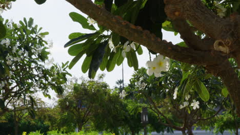 A-tree-branch-and-white-flowers,-handheld-medium-shot