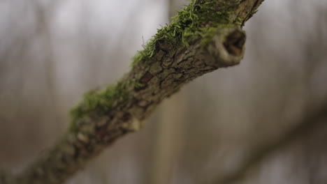 Macro-close-up-pan-along-a-moss-covered-tree-branch