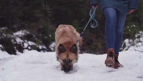 Dog-sniffing-snow-ground,-winter-forest-path,-handler-legs-next-to-it