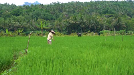Farmers-tending-rice-field,-everyday-cultivation-effort-of-Indonesian-people