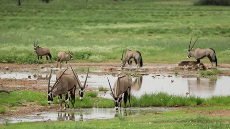 Breiter-Schuss-Einer-Herde-Von-Oryx-Antilopen,-Die-Aus-Einem-Natürlichen-Wasserloch-Im-Grenzüberschreitenden-Park-Von-Kgalagadi-Trinken