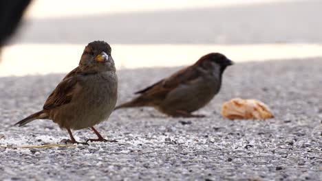 Birds-eating-breadcrumbs-from-a-bread-piece,-two-sparrows-on-a-cold-winter-day