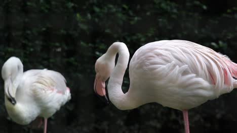 Two-big-bird-greater-flamingo-in-the-jungle