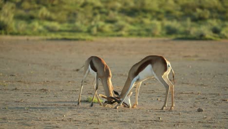 Two-male-springbok-clashing-horns-in-the-plains-of-the-Kgalagadi-Transfrontier-Park