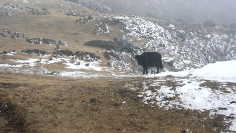 A-yak-or-dzo-walking-in-the-highland-pastures-in-the-Himalaya-Mountains