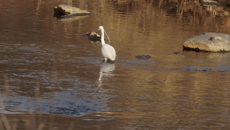 Little-Egret-Bird-Walking-In-Flowing-Pond-Water