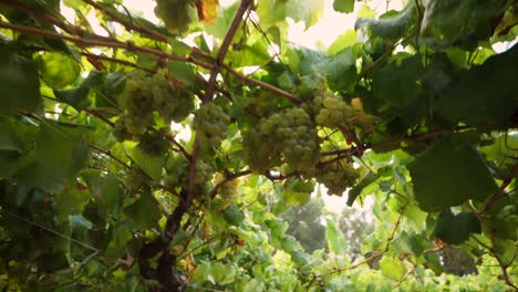 Travelling-through-a-vineyard-with-hanging-bunches-of-grapes-in-Galicia