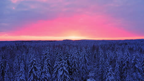 Aerial-drone-video-of-vast-snow-covered-forest-by-golden-hour-just-after-sunset