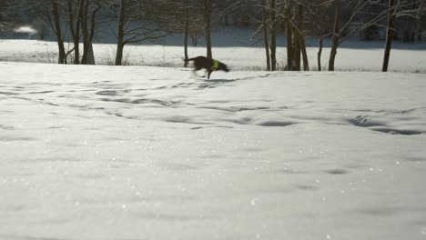 Hund-Läuft-Glücklich-Und-Schnell-Auf-Schnee-Auf-Einem-Feld-Mit-Niedrigen-Bäumen