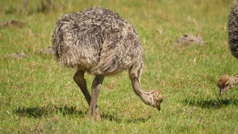 Juvenile-ostrich-eats-grass-with-other-babies-in-flock-in-South-Africa