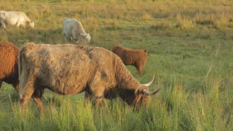 Large-horned-highland-cow-grazing-at-sunrise