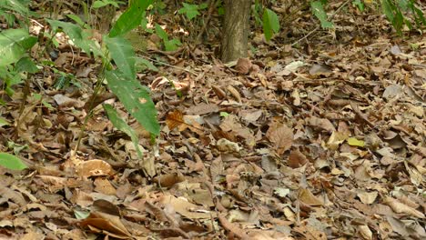 A-coati-running-in-Gamboa-Rainforest-Reserve,-Panama,-wide-shot