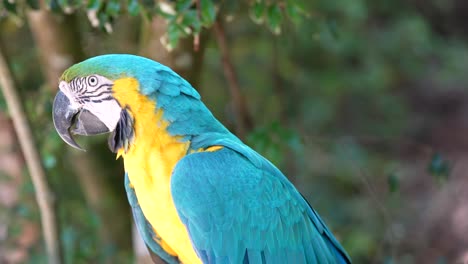Blue-and-Yellow-Macaw---SLOW-MOTION