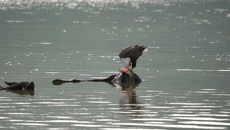 A-bald-eagle-tearing-a-fish-apart-on-a-rock-in-the-middle-of-a-lake-in-slow-motion