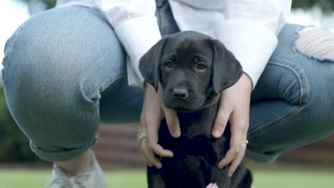 Female-squatting-while-petting-her-small-young-Black-Labrador-which-is-looking-around
