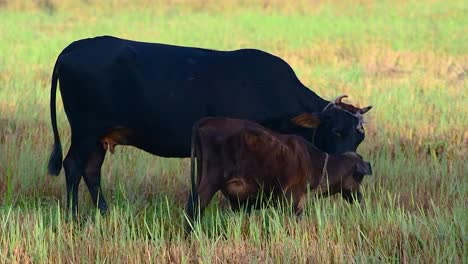 Mother-cow-licking-its-newborn-baby-calf,-cleaning-and-taking-care-of-in-a-lush-green-paddy-field-in-the-morning,-under-the-shade,-the-concept-of-unlimited-and-endless-mothers-love