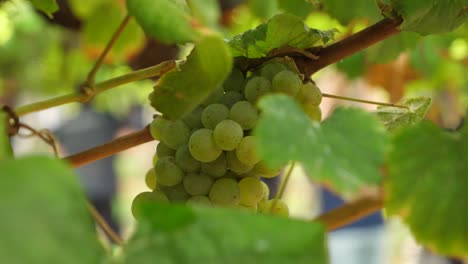 Bunch-of-grapes-hanging-in-a-vine-and-with-people-at-harvest-in-the-background