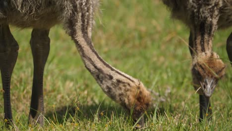 Close-up-of-baby-ostriches-pecking-at-the-grass-with-their-beaks