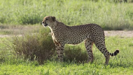Beautiful-backlit-full-body-shot-of-a-male-Cheetah-walking-through-the-green-landscape-of-the-Kgalagadi-Transfrontier-Park