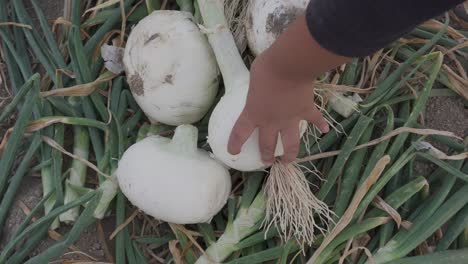 Manojo-De-Cebollas-Orgánicas-Maduras-Frescas-En-La-Mano-De-Un-Agricultor-En-Una-Granja