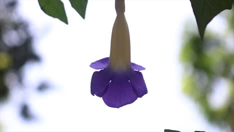 Bush-Clockvine-Violette-Blume,-Die-Kopfüber-Am-Ast-Hängt,-Auf-Hellem-Hintergrund