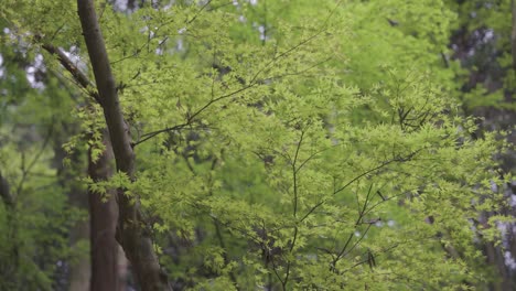 árboles-De-Arce-En-La-Brisa,-Tiro-En-Cámara-Lenta,-Campo-Japonés