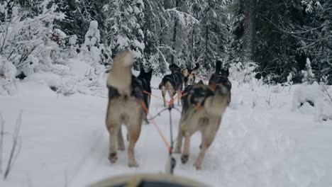 Rack-focus-as-team-of-sled-dogs-trot-down-snow-covered-path-in-forest,-winter