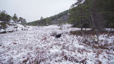 Wandering-Husky-Alaskan-Malamute-Dog-Breed-At-Snow-Ground-Wilderness-Near-Trondheim,-Norway
