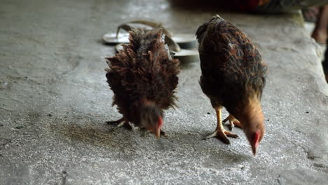 Two-chickens-feeding-on-what's-on-the-floor-of-the-house