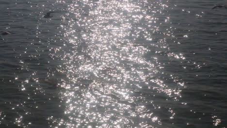 Seagulls-flying-over-water-in-hard-sunlight-reflection