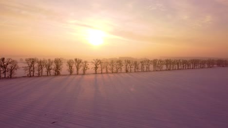 Trees-growing-in-lines,-backlit-by-the-beautiful-rising-sun,-casting-long-shadows-at-a-snow-covered-field