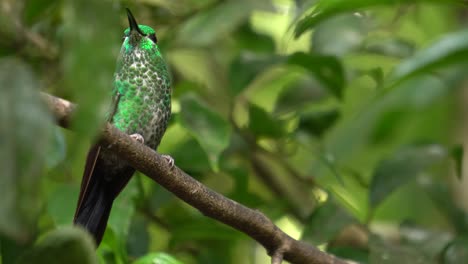 A-beautiful-female-Green-crowned-brilliant-bird-specimen,-flying-on-a-branch