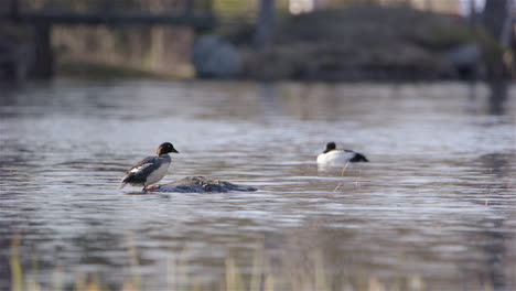 Common-goldeneye-ducks-in-a-river,-one-on-a-rock,-Sweden,-static-wide-shot