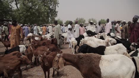 cattle-market-in-northern-Nigeria