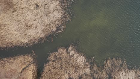 AERIAL:-Top-Down-View-of-Reeds-Waving-in-the-Wind-with-Rippling-Surface-of-the-Lake