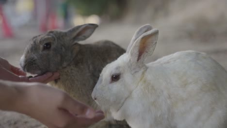 Dos-Conejos-Siendo-Alimentados-En-Okunoshima,-Isla-De-Conejos-En-Hiroshima-Japón